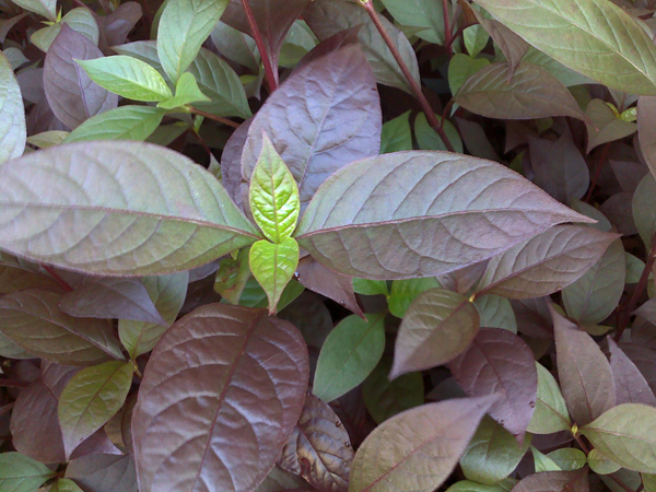 �W(xu��)�N��